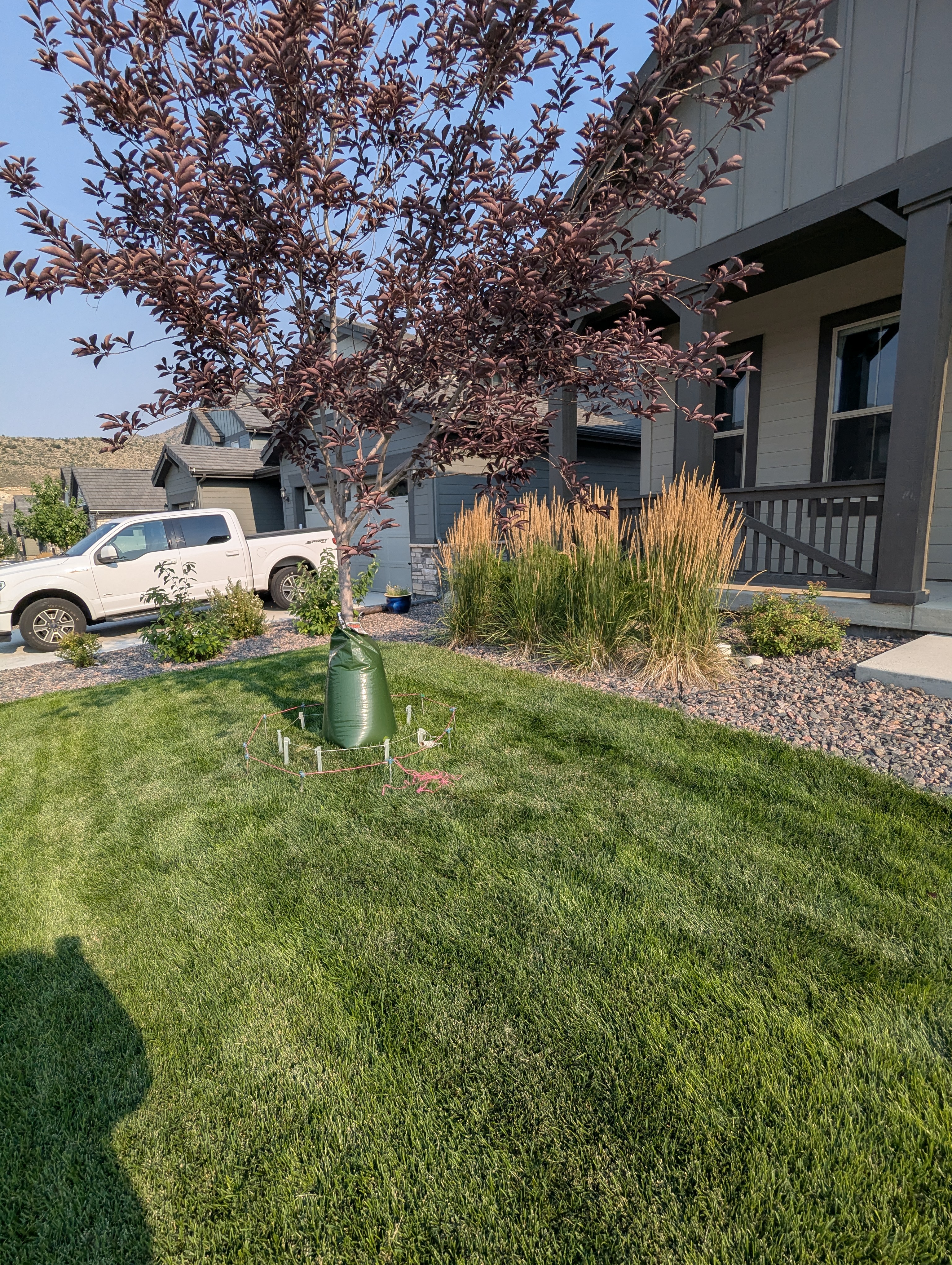 Tree Ring, Home Improvement, Morrison, Colorado